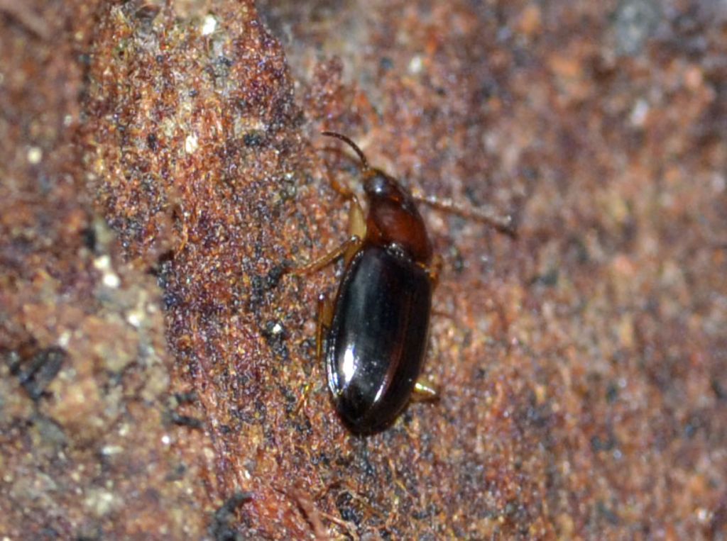 Dromius meridionalis ? no, Ocys harpaloides (Carabidae)